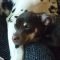 honden foto 