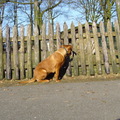 honden foto hier kan ik uren bij gaan zitten,geweldig al die herten en bokjes en lama's,als het maar beweegt :-)