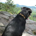 honden foto 