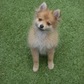 honden foto Enzo 14 weken oud