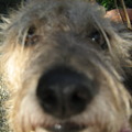 honden foto hallo, ben ik in beeld ?
