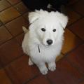 honden foto baby mexx