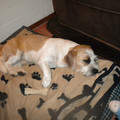 honden foto slapen