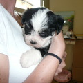 honden foto Kyra 4 weken oud