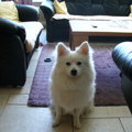 honden foto 