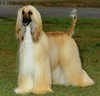 Afghaanse Windhond