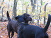 Labrador Labrador