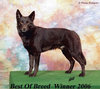 Australian Kelpie