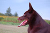 Australian Kelpie
