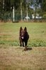 Australian Kelpie