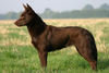 Australian Kelpie