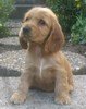 Engelse Cocker Spaniel Engelse Cocker Spaniel
