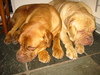 Bordeauxdog Bordeauxdog