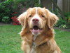 Nova Scotia Duck Tolling Retriever Nova Scotia Duck Tolling Retriever