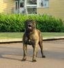 Bullmastiff
