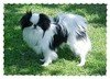Japanse Spaniel Japanse Spaniel