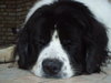Landseer Landseer