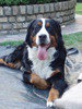Berner Sennenhond