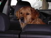 Golden Retriever Golden Retriever