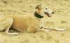 Galgo Español Galgo Español