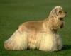 Amerikaanse Cockerspaniel Amerikaanse Cockerspaniel