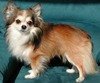 Chihuahua Chihuahua