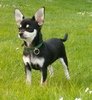 Chihuahua Chihuahua