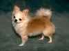 Chihuahua Chihuahua