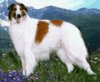Barzoi
