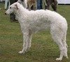 Barzoi
