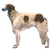 Barzoi