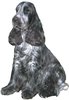 Engelse Cocker Spaniel Engelse Cocker Spaniel