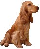 Engelse Cocker Spaniel Engelse Cocker Spaniel
