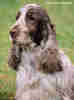 Engelse Cocker Spaniel