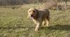 Basset Fauve de Bretagne Basset Fauve de Bretagne
