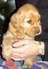 Engelse Cocker Spaniel Engelse Cocker Spaniel