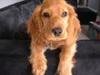 Engelse Cocker Spaniel Engelse Cocker Spaniel