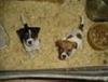 Jack Russell Terrier