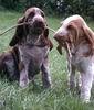 Bracco Italiano Bracco Italiano