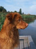 Nova Scotia Duck Tolling Retriever Nova Scotia Duck Tolling Retriever