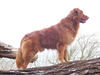 Nova Scotia Duck Tolling Retriever Nova Scotia Duck Tolling Retriever