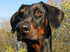 Dobermann Dobermann