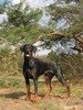 Dobermann Dobermann