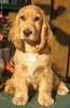 Engelse Cocker Spaniel Engelse Cocker Spaniel