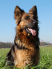 Oud Duitse Herdershond