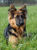 Oud Duitse Herdershond