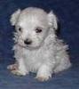 Maltezer Maltezer