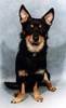 Lancashire Heeler