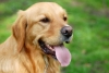 Golden Retriever Golden Retriever