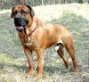 Boerboel Boerboel